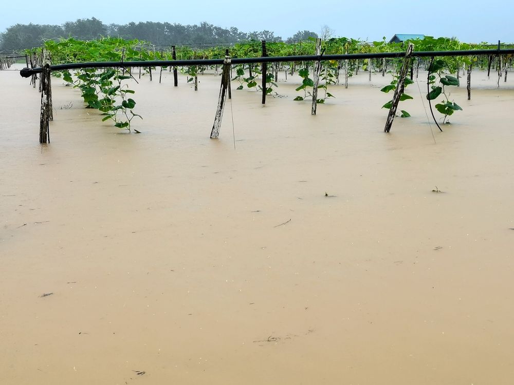 2,095-agro-food-crop-sector-farmers-affected
