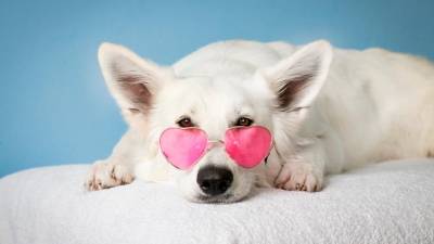 puppy-love