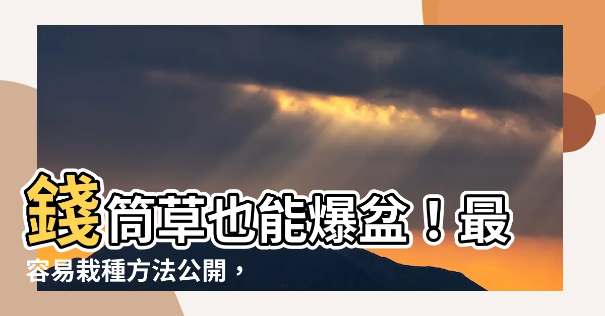 【錢筒草】錢筒草也能爆盆！最容易栽種方法公開，盆盆金元寶大如巴掌