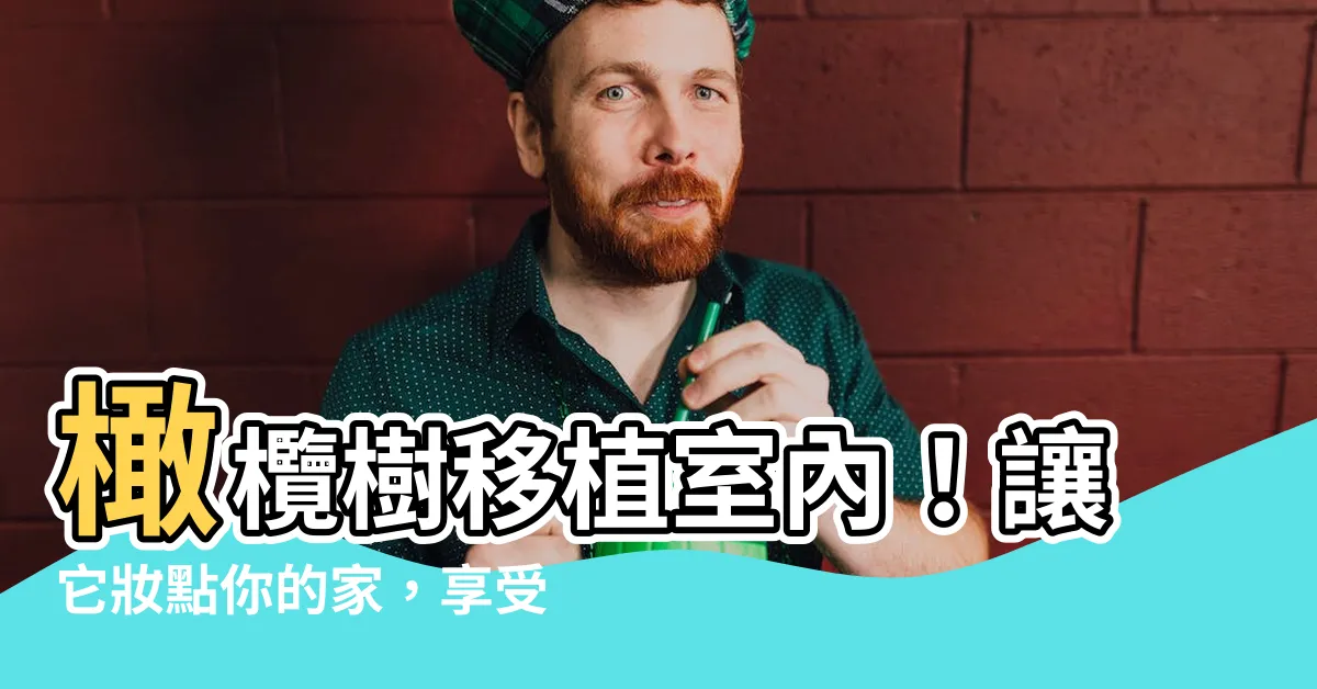 【橄欖樹 室內】橄欖樹移植室內！讓它妝點你的家，享受綠意盎然！
