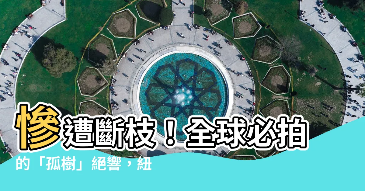 【孤樹】慘遭斷枝！全球必拍的「孤樹」絕響，紐西蘭夢幻名景不再