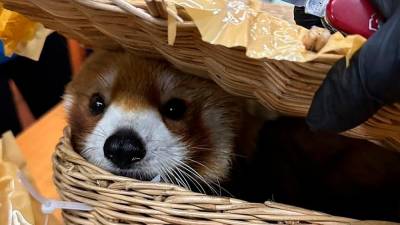 red-panda-seized-as-thai-airport-stops-animal-smugglers