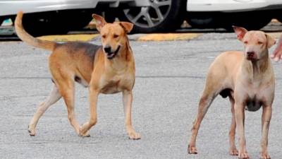 vietnam-records-surging-number-of-deaths-from-rabies
