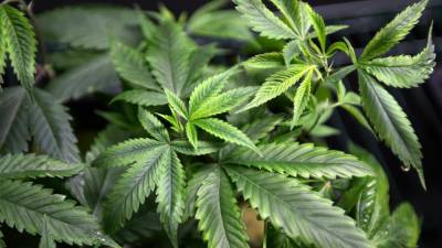 japan-reports-record-underage-cannabis-offenders-in-2023