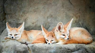 intricacies-of-exotic-pet-ownership