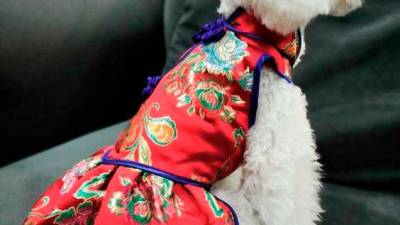 paws-perity-in-style
