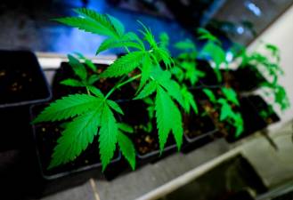 we-will-revoke-cannabis-legalisation,-says-german-opposition