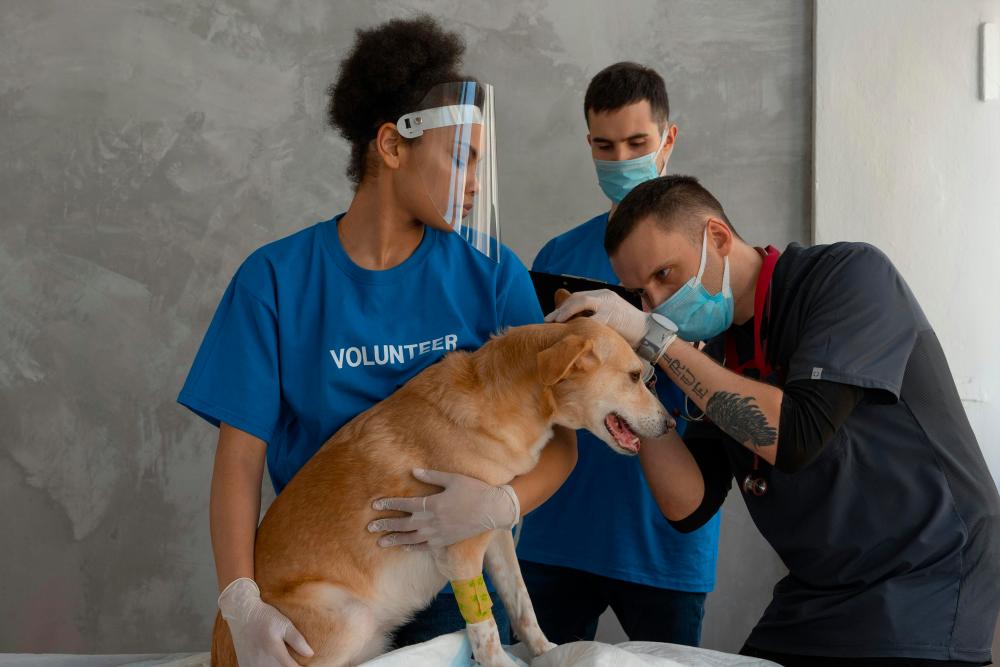 animal-first-aid