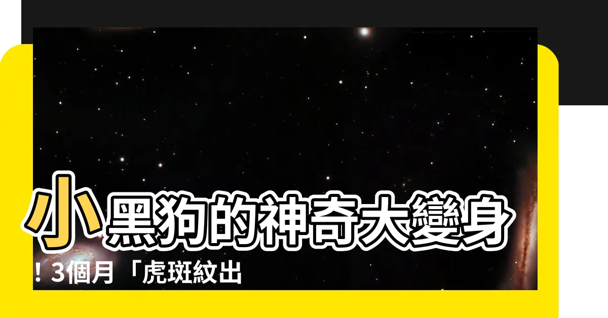 【小黑狗】小黑狗的神奇大變身！3個月「虎斑紋出頭」驚呆媽咪