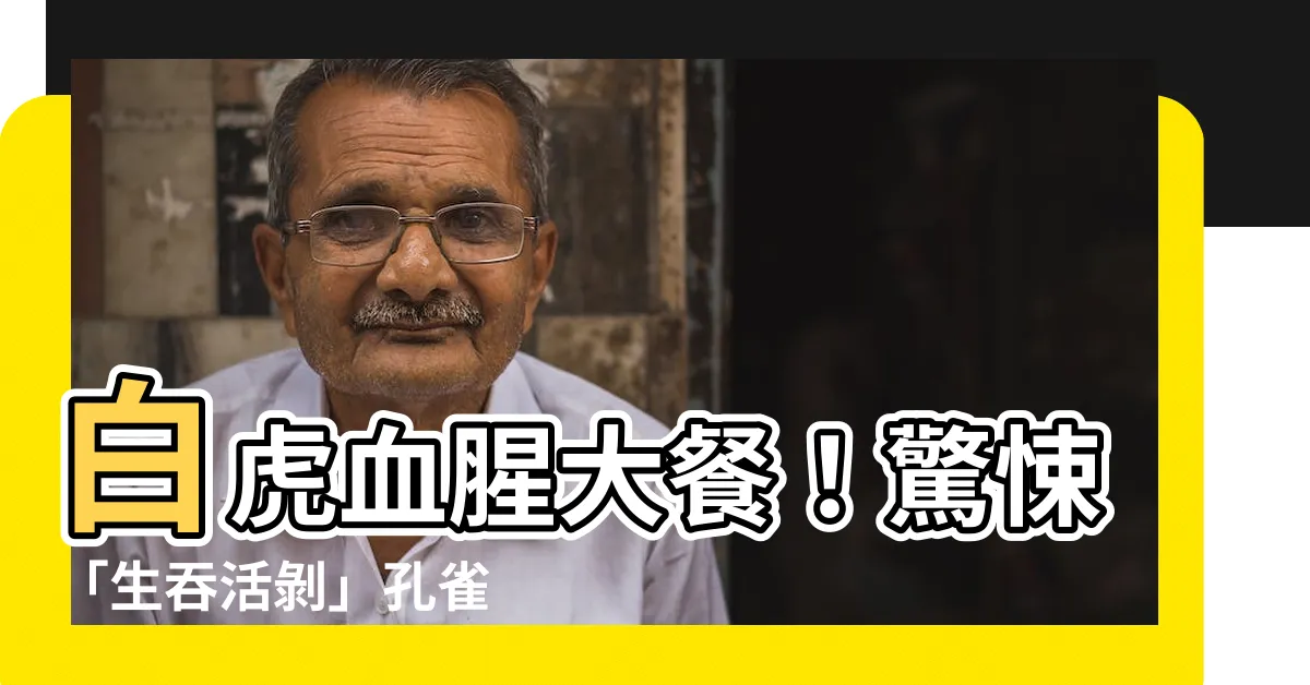 【白虎 孔雀】白虎血腥大餐!驚悚「生吞活剝」孔雀 上百遊客嚇傻