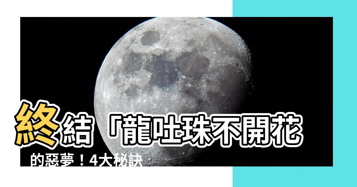 【龍吐珠不開花】終結「龍吐珠不開花」的惡夢！4大秘訣，枝繁葉茂綻放滿天紅