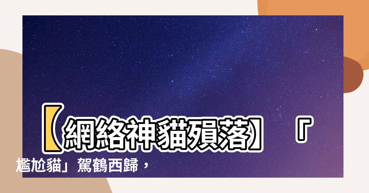 【尷尬貓過世】【網絡神貓殞落】「尷尬貓」駕鶴西歸，全球粉絲哀悼