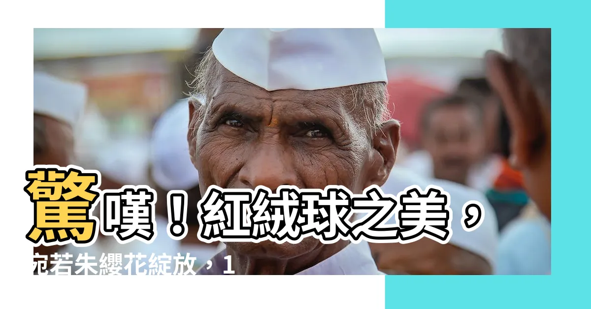 【紅絨球】驚嘆！紅絨球之美，宛若朱纓花綻放，1061號新品引爆搶購
