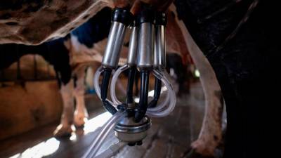 h5n1-strain-of-bird-flu-found-in-milk:-who