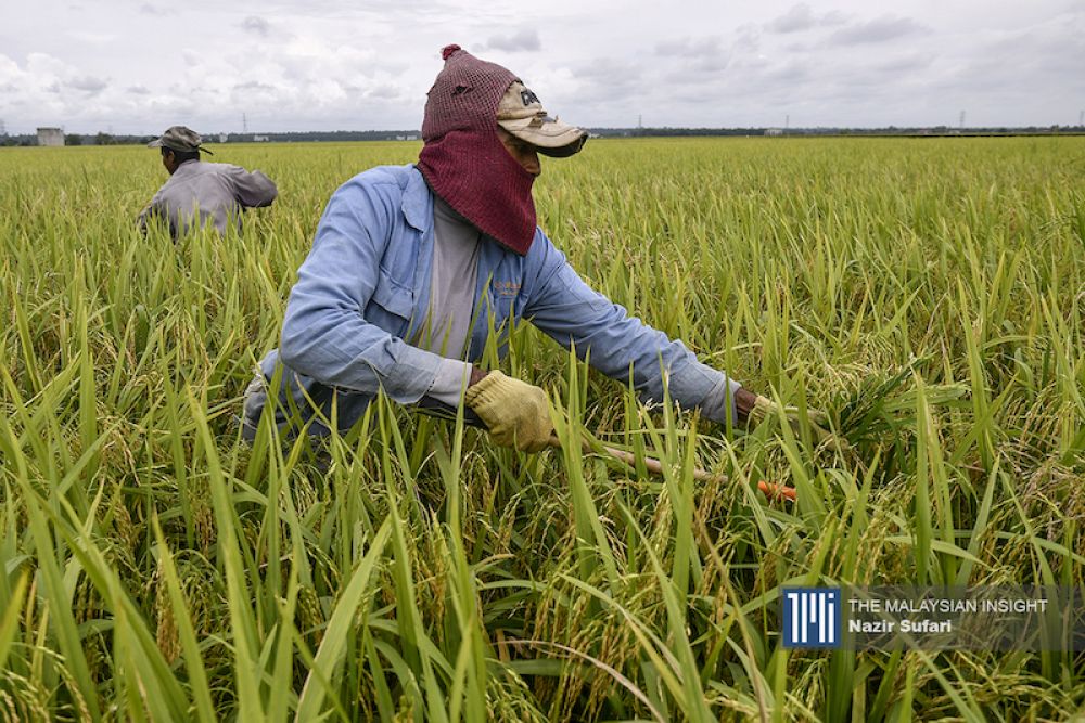 this-is-why-we-can’t-have-rice-things