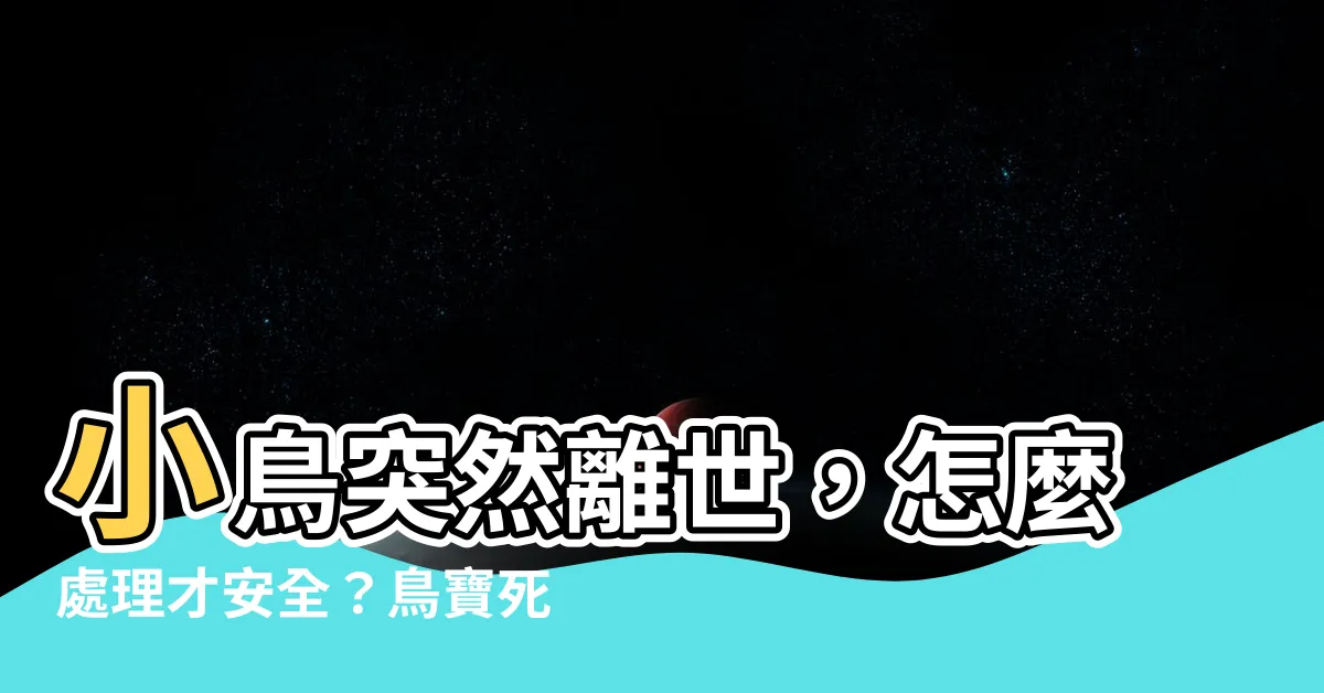 【小鳥死掉怎麼辦】小鳥突然離世，怎麼處理才安全？鳥寶死掉怎麼辦，跟著做就對了！