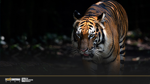 [watch]-rimau-calls-for-concerted-action-to-protect-malayan-tigers