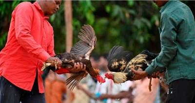 cockfights-still-rule-the-roost-in-india’s-forest-villages