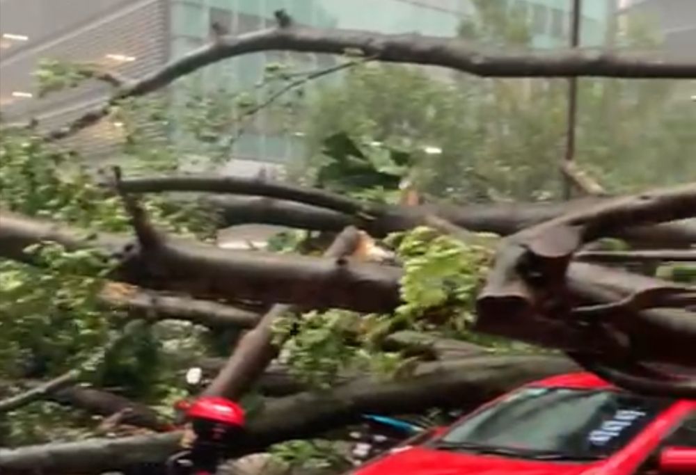 another-uprooted-tree-damages-vehicles-in-kl,-causes-road-closure