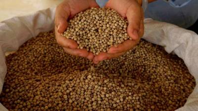 govt-taking-steps-to-ensure-sustainability-of-pepper-industry