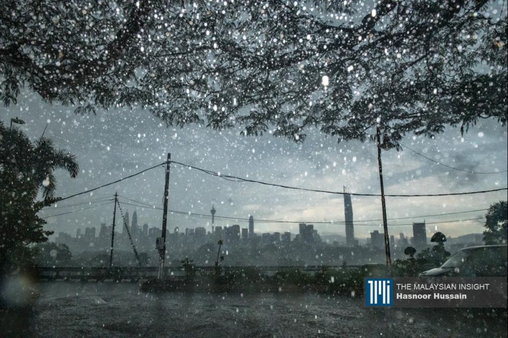mbpj-inspects-more-high-risk-trees-after-storm-causes-more-uprootings