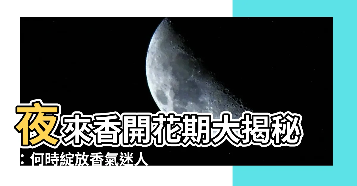 【夜來香開花期】夜來香開花期大揭秘：何時綻放香氣迷人？