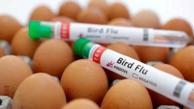 first-fatal-human-case-of-h5n2-bird-flu-identified:-who