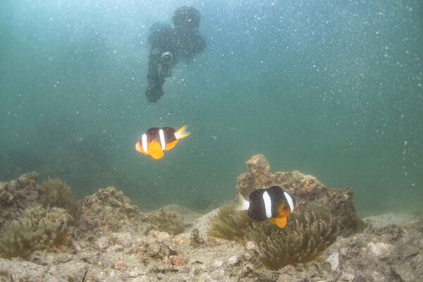 政府刊憲指定北大嶼海岸公園