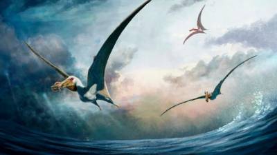 fossils-of-‘sea-phantom’-flying-reptile-unearthed-in-australia