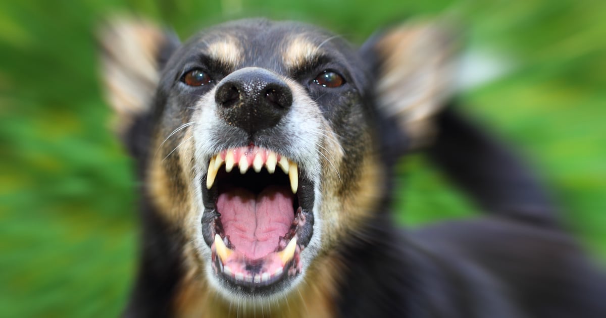 neighbor-fatally-shoots-aggressive-dog-to-save-owner-in-maryland