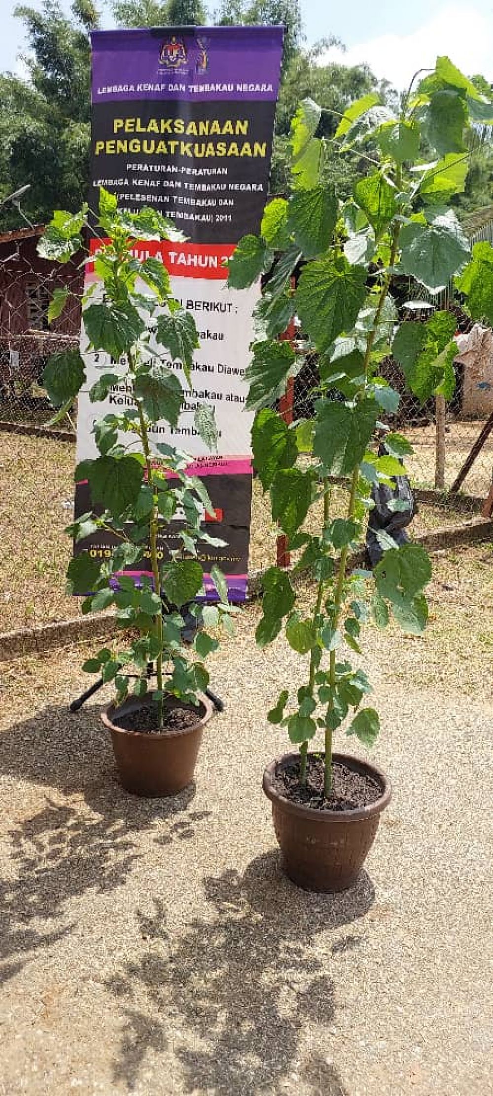 orang-asli-to-be-guided-on-kenaf-cultivation