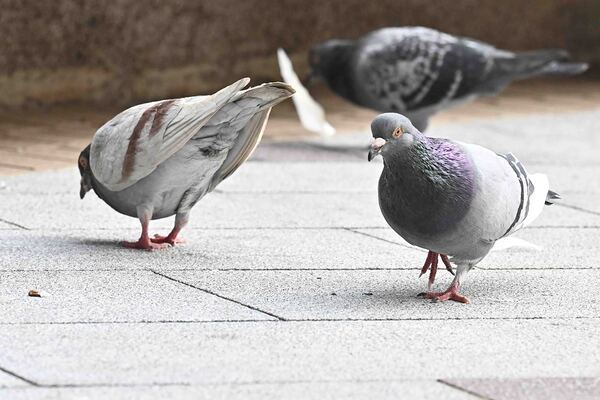禁餵野鴿規定明日生效